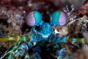 Banda Sea 2018 - DSC06092_rc - Peacock Mantis - Squille multicolore - Odontodactylus scyllarus